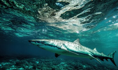Fototapeta premium A grey reef shark swims gracefully through the clear blue water, its sleek body gliding effortlessly.