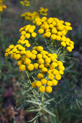 Medicinal plant tansy in the field on a summer day
