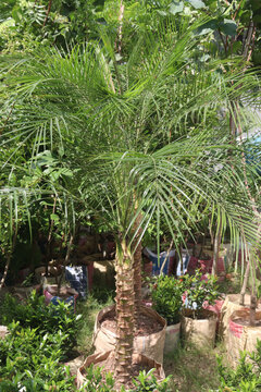 Pygmy date palm plant on nursery