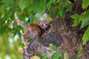 Ginger kitten balancing on tree branch is looking around