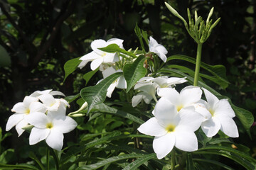 Plumeria pudica flower plant on nursery