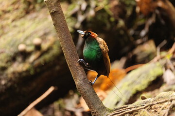 The magnificent bird-of-paradise (Diphyllodes magnificus) is a species of bird-of-paradise. This photo was taken in Arfak mountain, Indonesia.