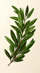 Obraz premium A branch with green leaves against a white backdrop, casting a shadow of another identical branch