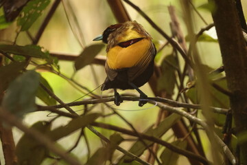The magnificent bird-of-paradise (Diphyllodes magnificus) is a species of bird-of-paradise. This photo was taken in Arfak mountain, Indonesia.