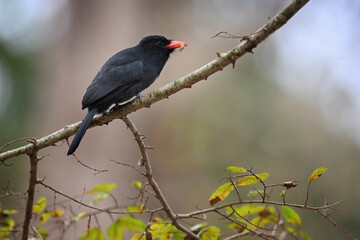 Black-fronted Nunbird Perched on a Branch Holding a Maggot