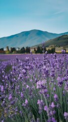 Fototapeta premium Lavender Field Photo with Mountains and Forest in the Background