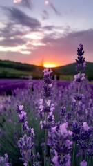 Fototapeta premium 4K Photo of a Lavender Field at Sunset with Pink, Orange, and Purple Sky