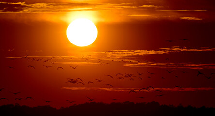 ziehende Kraniche (Grus grus) bei Sonnenuntergang, Diepholzer Moorniederung, Deutschland // Migrating cranes (Grus grus) at sunset © bennytrapp