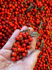 Hand cleaning freshly picked ripe rowan berries