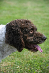 lagotto beautiful dog
