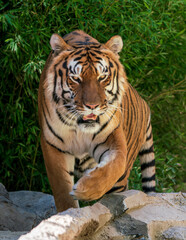 Obraz premium tigre caminando en la selva con la boca abierta