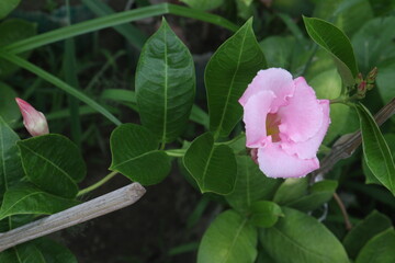 Rocktrumpet flower plant on garden
