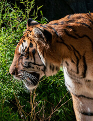 tigre caminando en la selva 