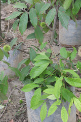 Rambutan on tree in farm for harvest