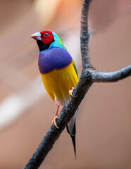 diamante de gould, ave australiana perchada de cuerpo entero en rama