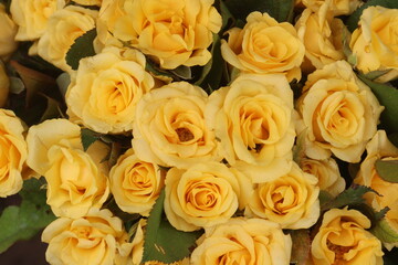 Yellow colored rose on shop