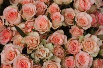 pink colored rose on shop