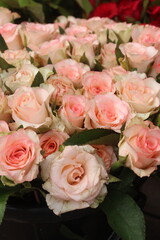 pink colored rose on shop