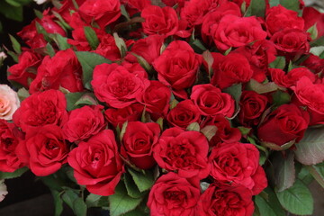 red colored rose on farm