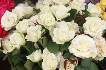 white colored rose on shop