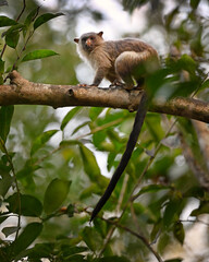 Black-tailed Marmoset Climbing on a Tree Branch in the Forest