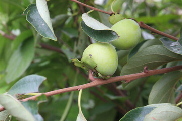 raw persimmon on tree in farm