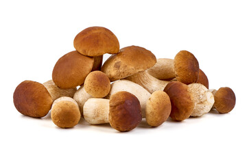 Boletus edulis, porcini (king bolete) isolated on white background. Close up.