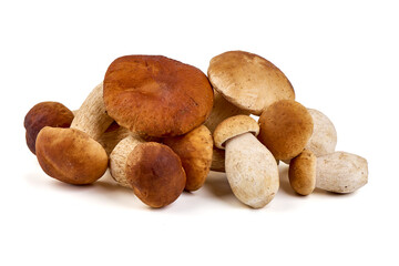 Boletus edulis, porcini (king bolete) isolated on white background. Close up.