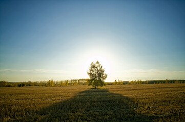 Obraz premium Sunny evening over a mown wheat field