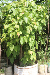 Sacred fig tree on nursery for sell are cash crops