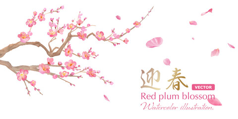 早春の花：紅梅の花の水彩イラスト。バナー背景。新年のイメージ。（ベクター。レイアウト変更可能）
