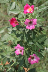 pink colored rose on shop