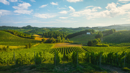 Obraz premium Vineyards in the San Gimignano countryside at sunset. Tuscany, Italy