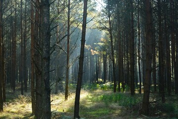 Sunny day in the forest with the sun rise