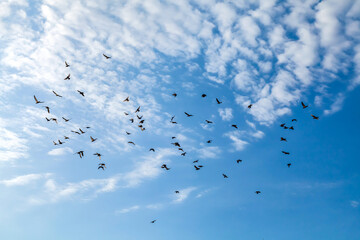 flight of birds in the blue sky