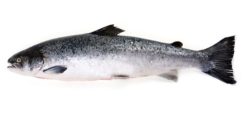 Whole fresh salmon fish, isolated on white background.