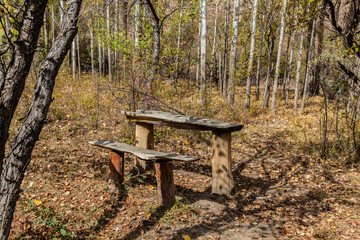 table and bench in a poplar grove in autumn
