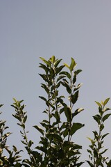 Wild reeds growing in the fields.