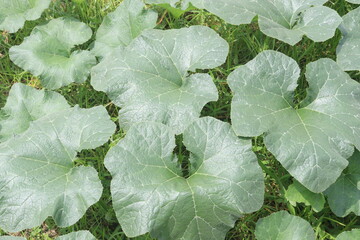 pumpkin plant on farm for harvest