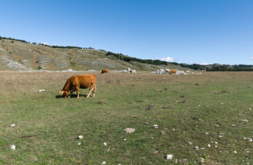 bucolic and relaxing image of a cow grazing