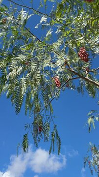 The pepper tree Schinus areira, vertical video.