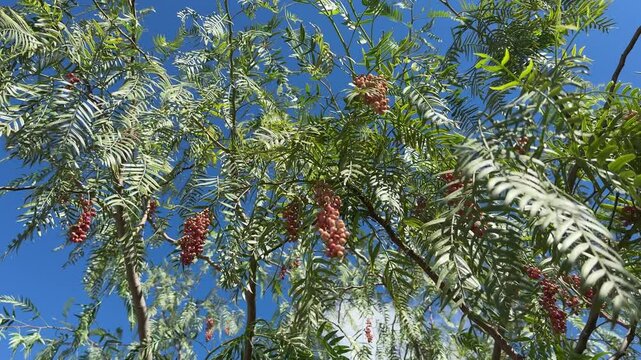 The pepper tree Schinus areira 