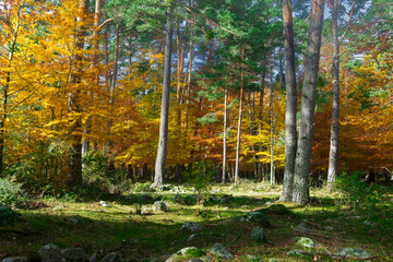 Autumn in the forest. Beautiful colors. 