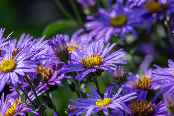 Purple flowers of asters in the garden. Selective focus.