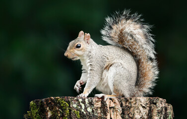 Portrait of a grey squirrel standing on a tree stump