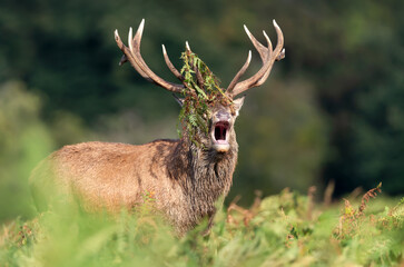 Obraz premium Portrait of a red deer stag calling during the rut in autumn