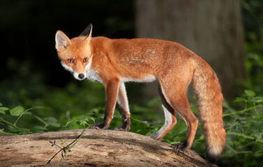 Portrait of a young red fox standing on a tree in a forest at night