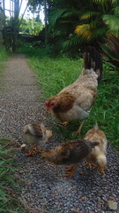 Maman poule et ses poussins sur un chemin