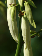 Obraz premium Yucca filamentosa - plant flower