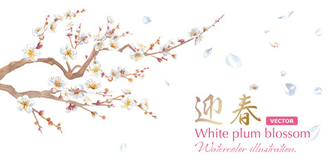 早春の花：白い梅の花の水彩イラスト。バナー背景。新年のイメージ。（ベクター。レイアウト変更可能）